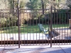 fences_1278